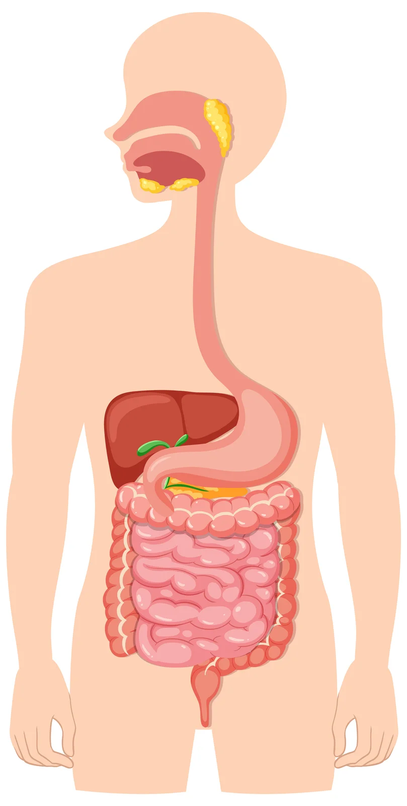 Anatomical illustration of the human digestive tract including mouth, stomach, intestines, and liver.