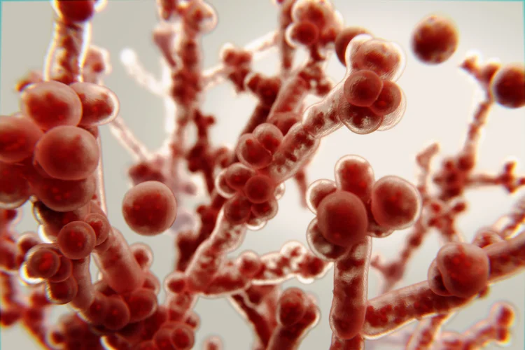 Microscopic view of Candida fungus showing yeast cells responsible for causing candidiasis infection.