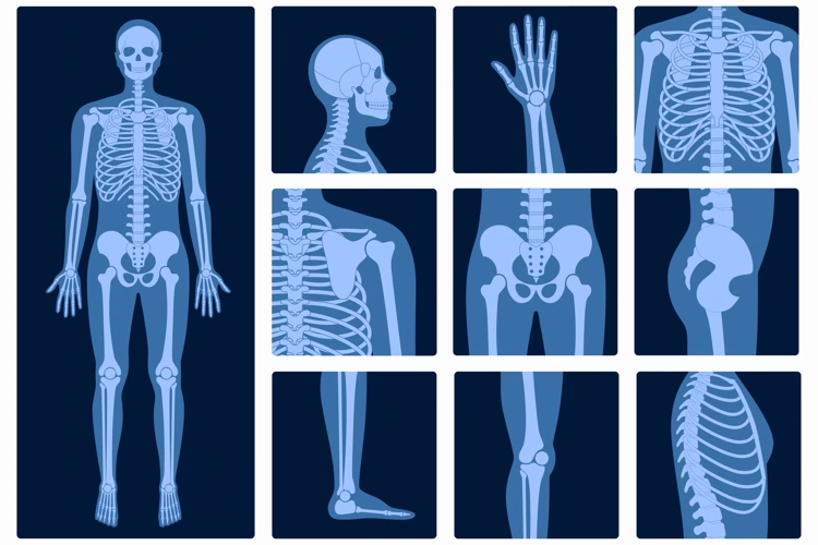 X-Ray scans of different areas of the human body.